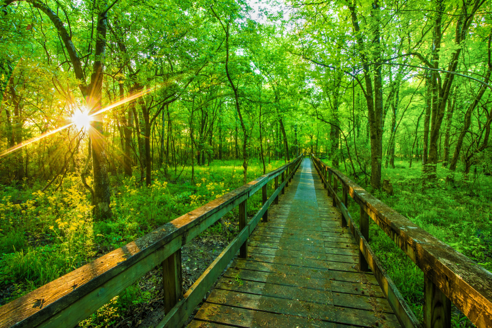 A boardwalk trail surrounded by greenery on the Natchez Trace Parkway, one of the best things to do in Mississippi.