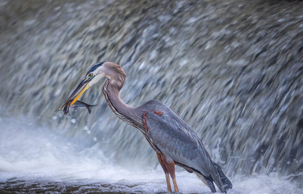 A great blue heron eating a fish in front of a waterfall.