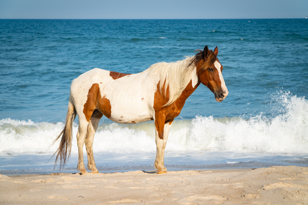 A Chincoteague pony on the beach.