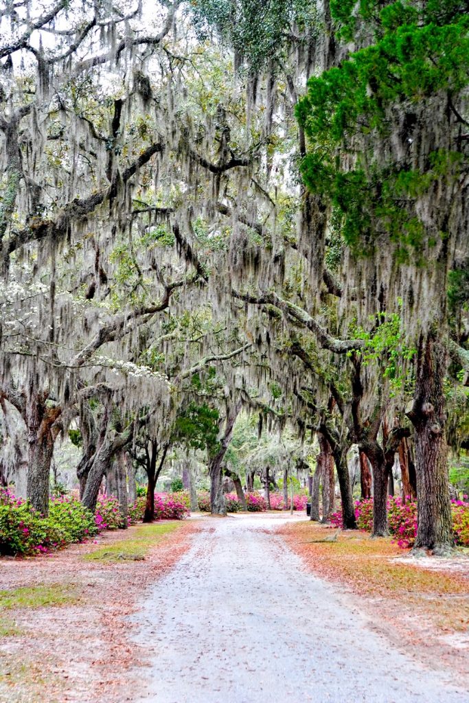The trees in Bonaventure Cemetery one of the best tours in Savannah
