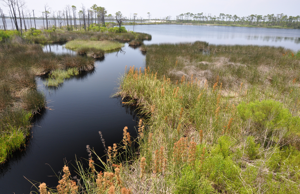 A marsh landscape in the Bon Secour National Wildlife Refuge, one of the best things to do in Gulf Shores Alabama. You can see water, grassland, and some trees. 