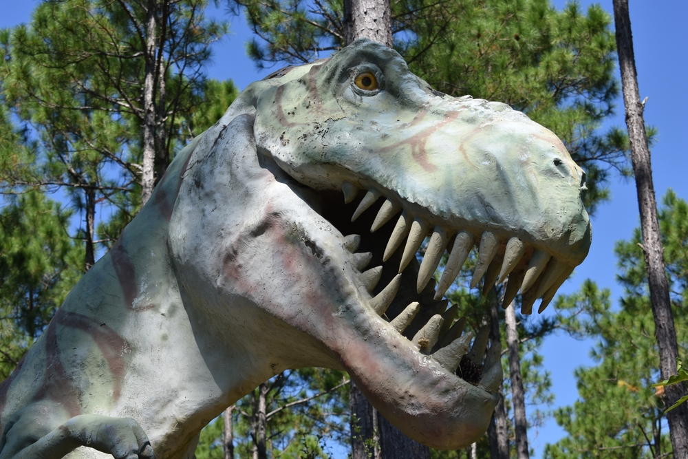 A large fiberglass T-rex on a trail in a pine tree forest. 
