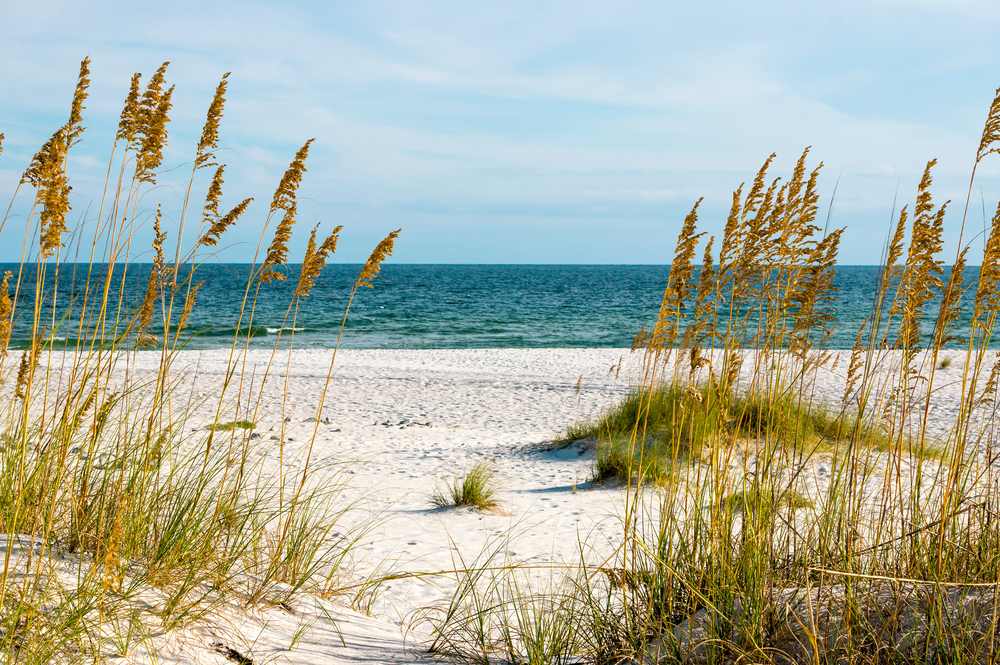 A sandy dune in a state park, one of the best things to do in Gulf Shores. On the dunes there is tall grass and you can see the Gulf of Mexico in the distance. 