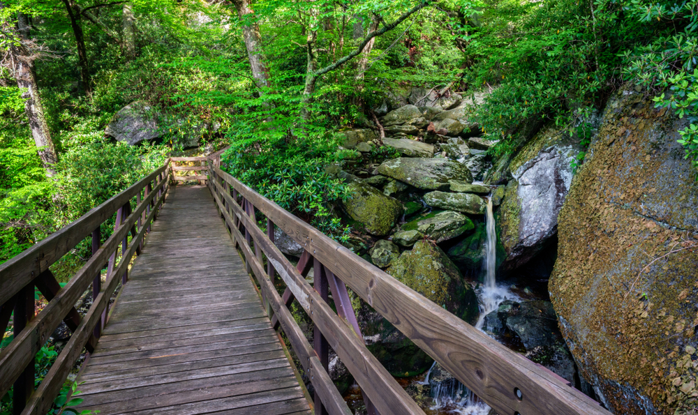 wooden boardwalk on the Tanawha trail where you can enjoy hiking in Boone