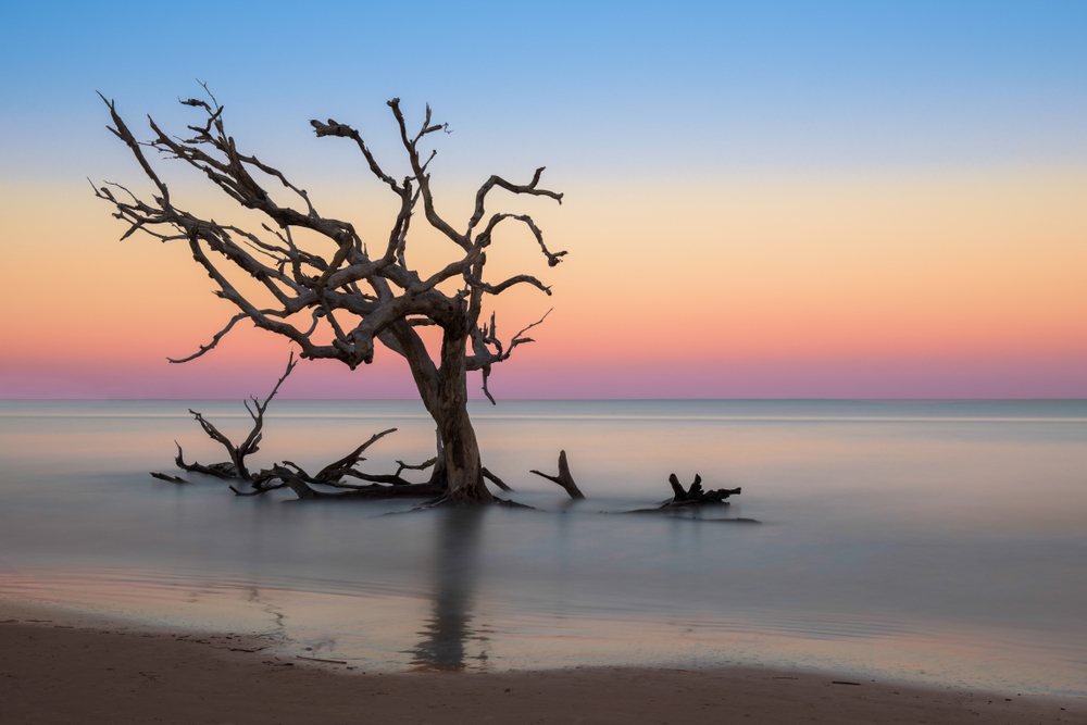 A large ancient driftwood tree in calm water during sunset. Its one of the best islands in the south. 