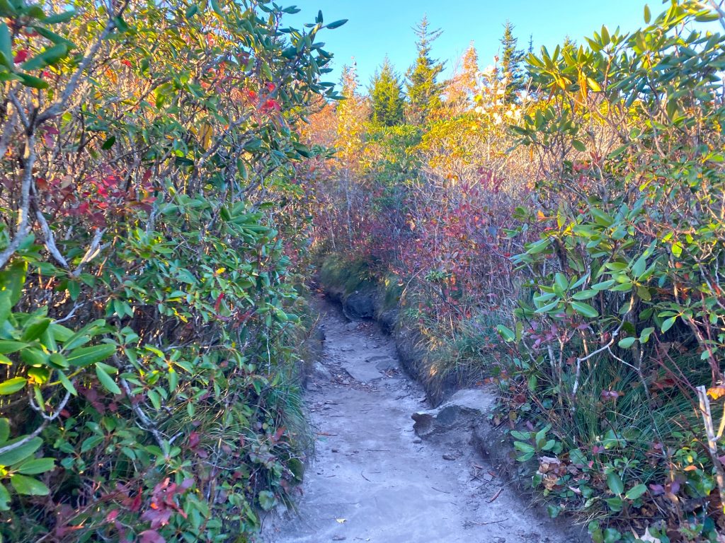 rock path surrounded by vegetation on both sides