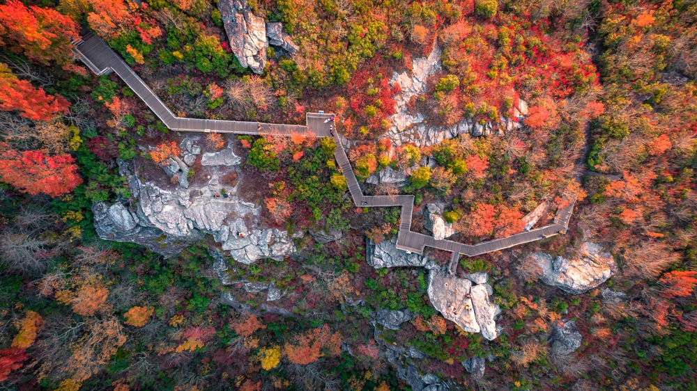 drone view of rough ridge trail boardwalks at fall