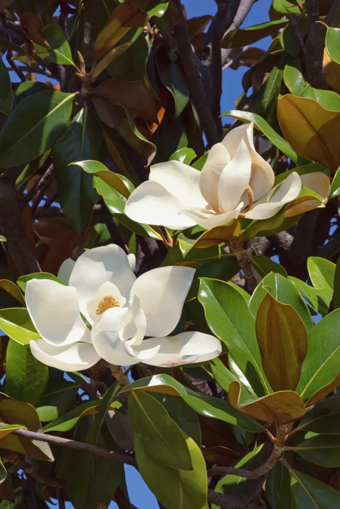 close up of white magnolias in bloom on a magnolia tree one of the unique southern gifts you can buy.