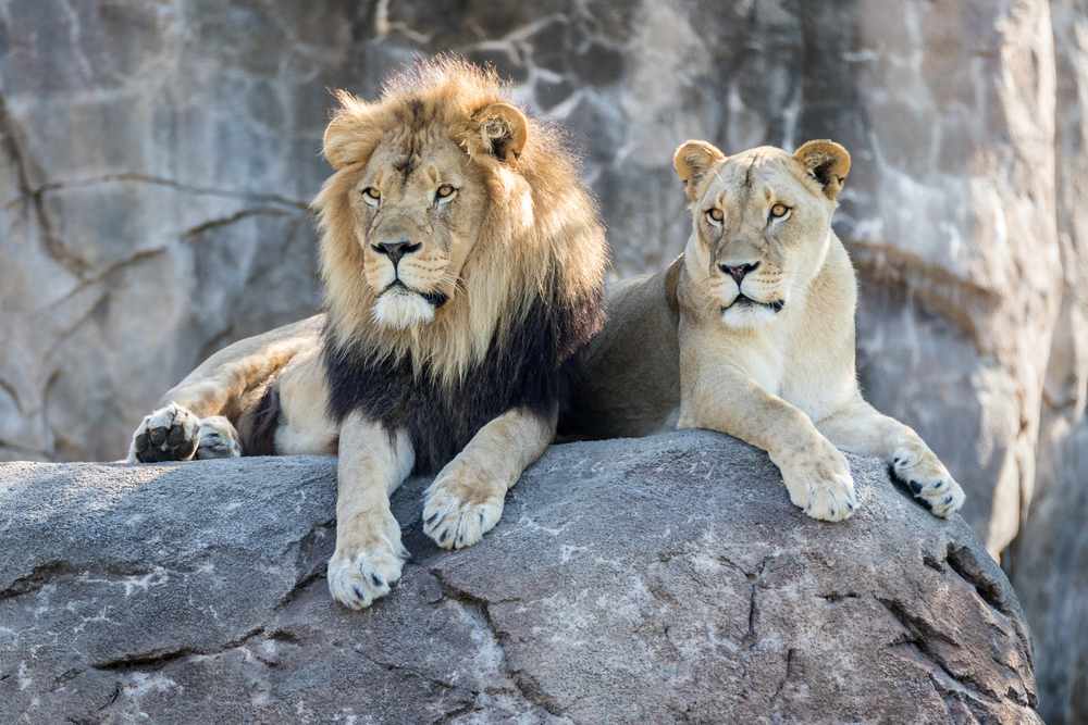 Are you looking for something fun for all of the family? Then look no further than Little Rock Zoo. It is one of the best things to do in Little Rock with kids!