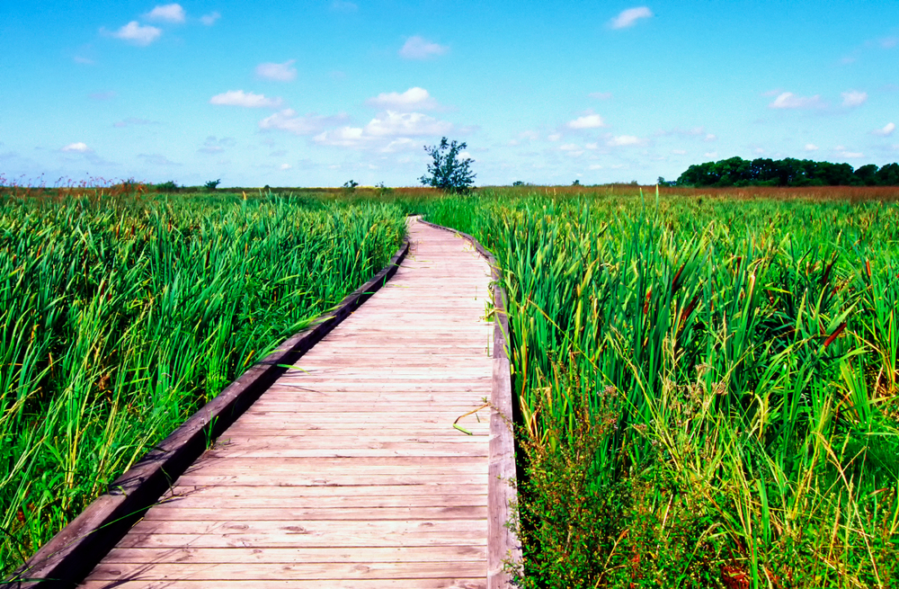 A boardwalk trail cuts through the wetlands along the Creole Nature Trail, with blue skies and green grass