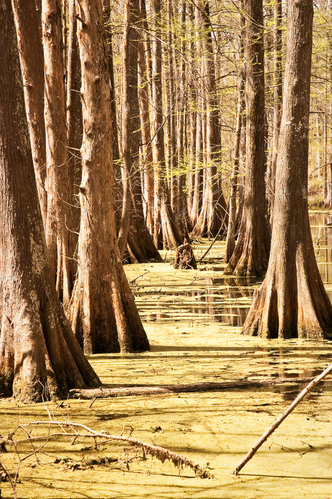 Cypress trees in a swamp in South Louisiana, like those in the Louisiana State Arboretum, one of the best Louisiana activities