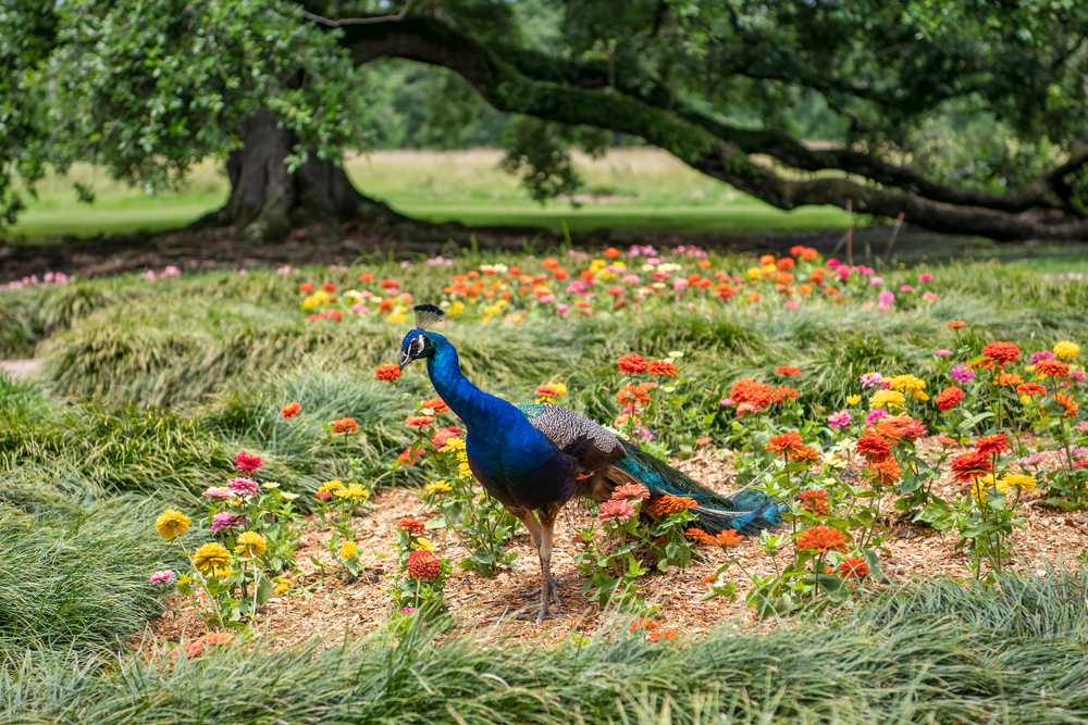 A male peacock with its tail feathers lowered walks through a bed of zinnia flowers on Jefferson Island, one of the best places to visit in Louisiana.