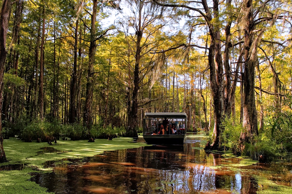 A covered boat drifts along the algae-covered waterway and through moss-covered trees of a Louisiana swamp