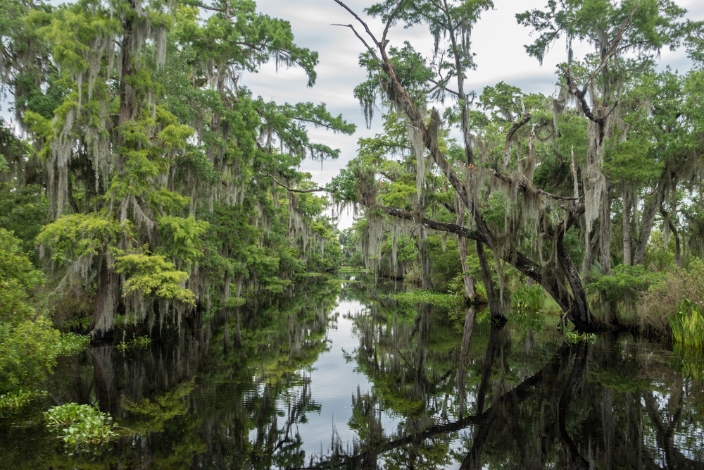 Looking down a narrow waterway in the Bayou. You can see tons of trees with Spanish Moss hanging off of them. 