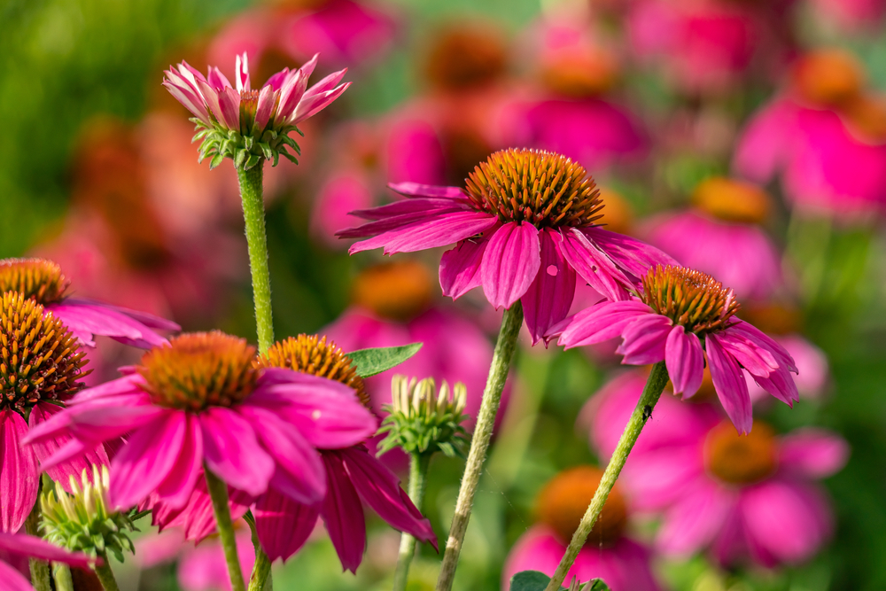 best places to visit in Tennessee Memphis Botanic Garden flowers