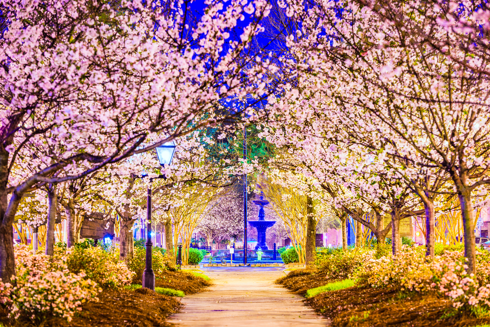 The cherry Blossom trees in spring time at one of the prettiest places to visit in georgia