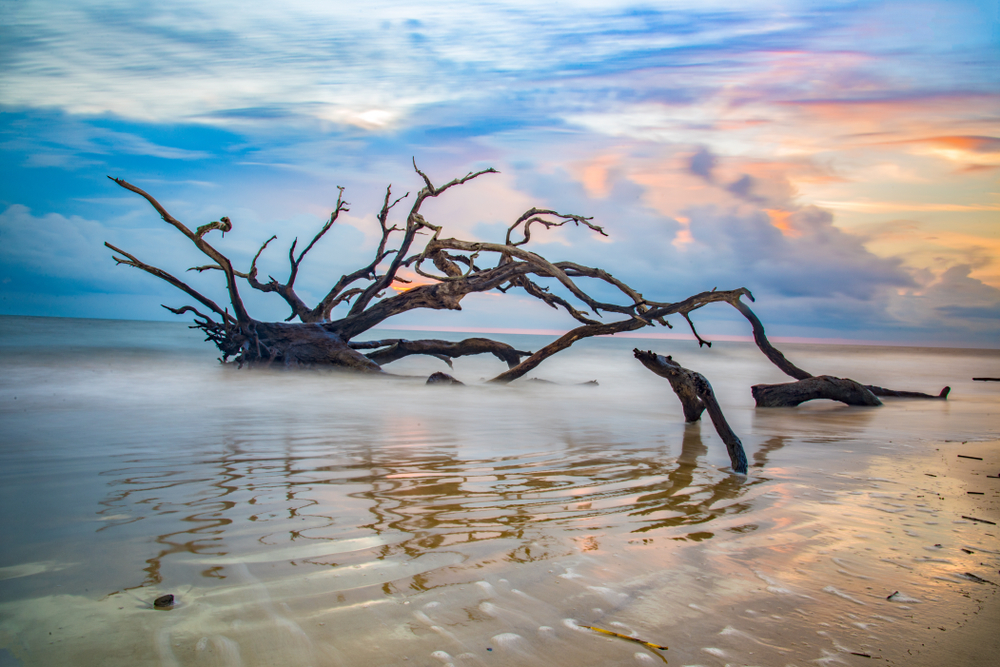 A beautiful piece of driftwood coming out of the ocean at Jekyll island at sunset
