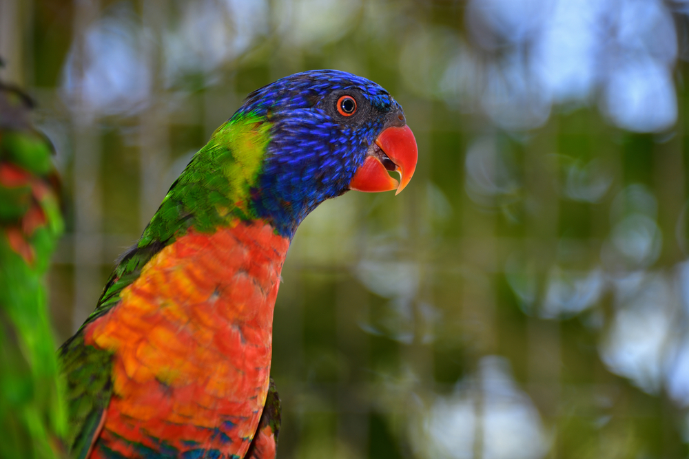 a tropical bird in zoo