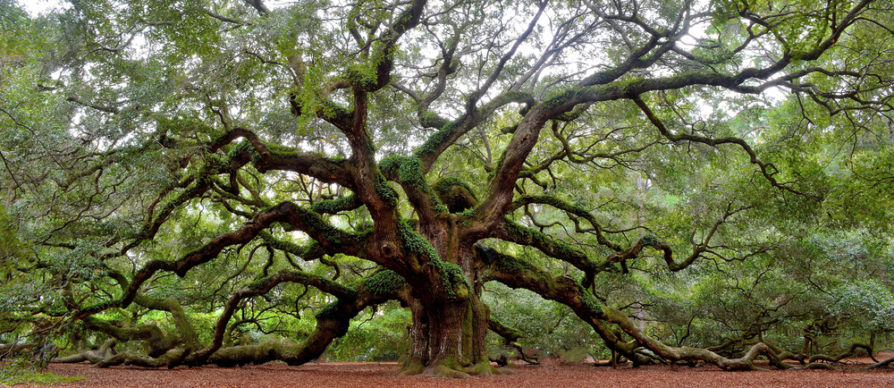 large cypress tree in best places to visit in south carolina