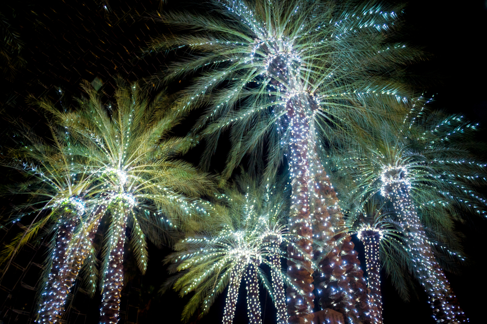 Florida palm trees are lined with lights to celebrate winter in the south.