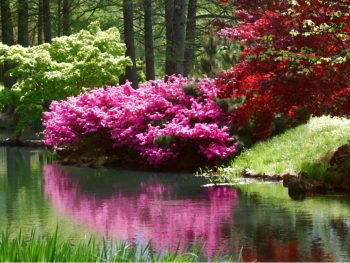 Incredible blooms at the gardens in Virginia beside a quiet lake