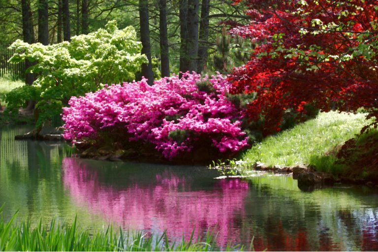 12 Best Botanical Gardens in Virginia - Southern Trippers