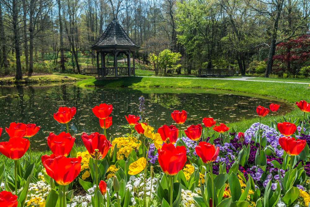 Tulips in the forgrouns overlooking a small lake and gazebo 