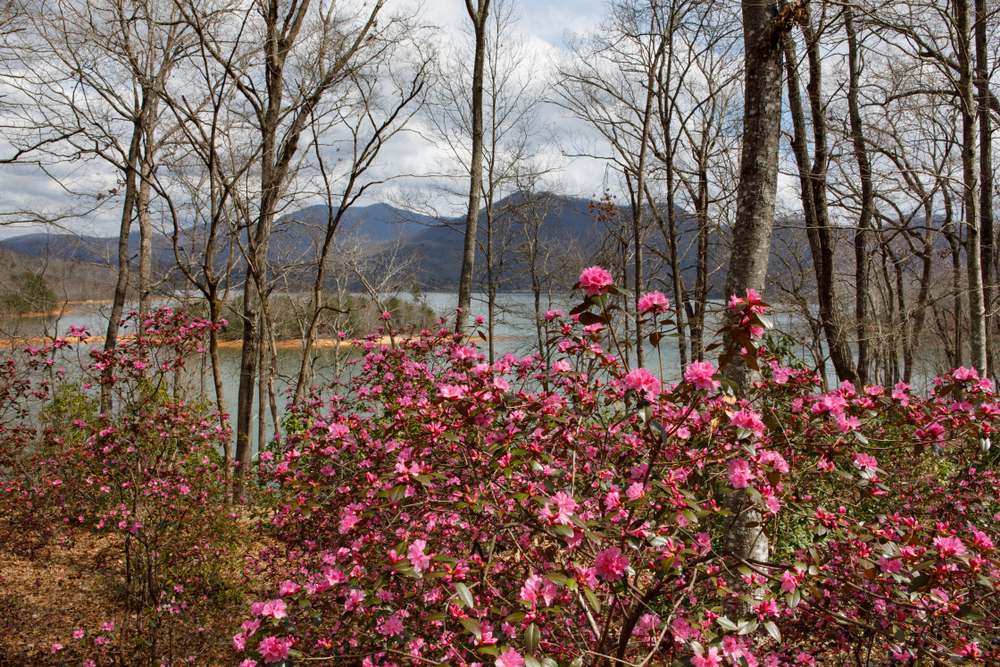 A view of a lake through trees with flowers in the foreground and mountians in the background. 