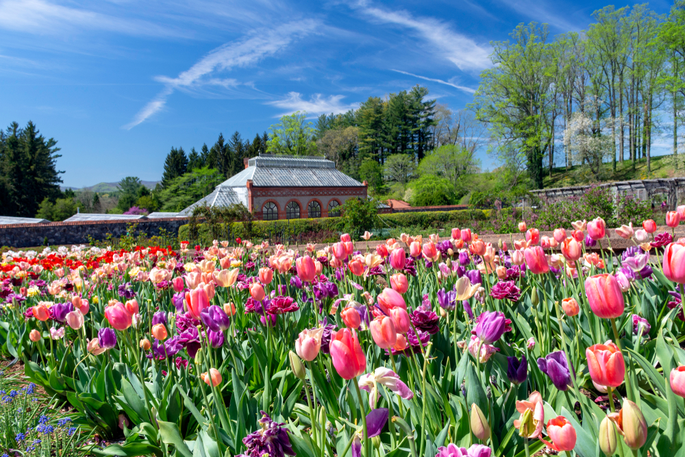 tulips in front of building in botanical garden. biltmore rose garden and conservatory, one of the best gardens in north carolina