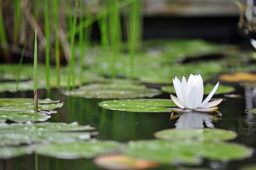 lily pads on water