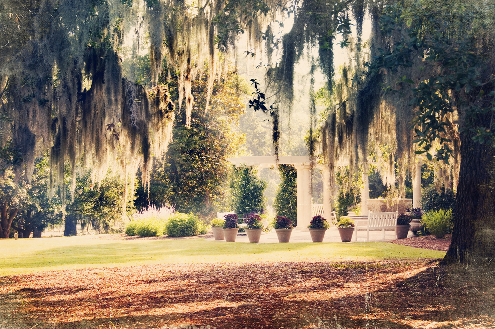 spanish moss hanging from trees in one of the botanical gardens in north carolina