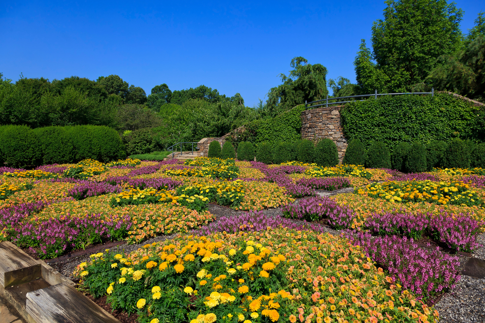 large flower bed of flowers