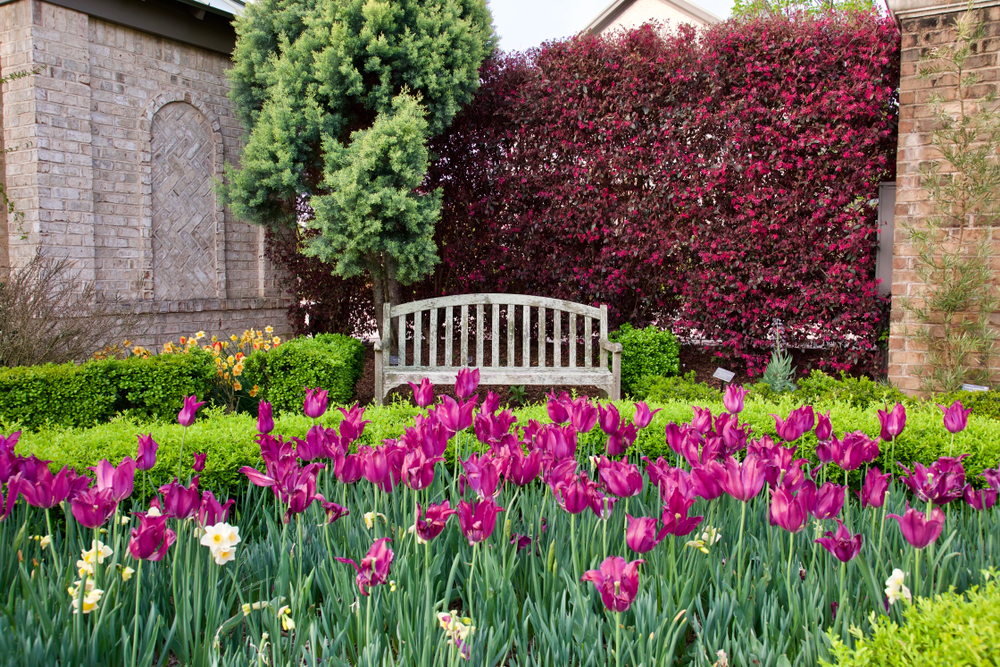 bench surrounded by tulips and other foliage