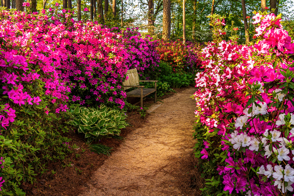 small pathways with flowers on both sides and wooden bench along path