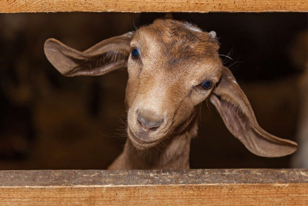 Close-up of a young, brown goat looking out of a fence.