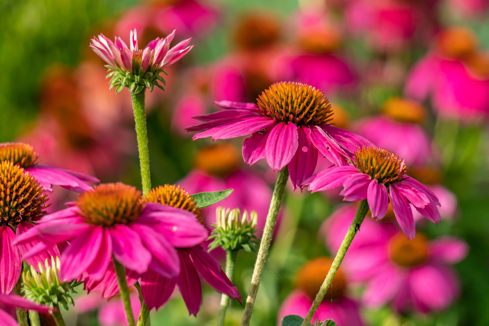 These beautiful wildflowers at the Memphis Botanic Garden are just some of the many amazing plants you will find at this fantastic location.
