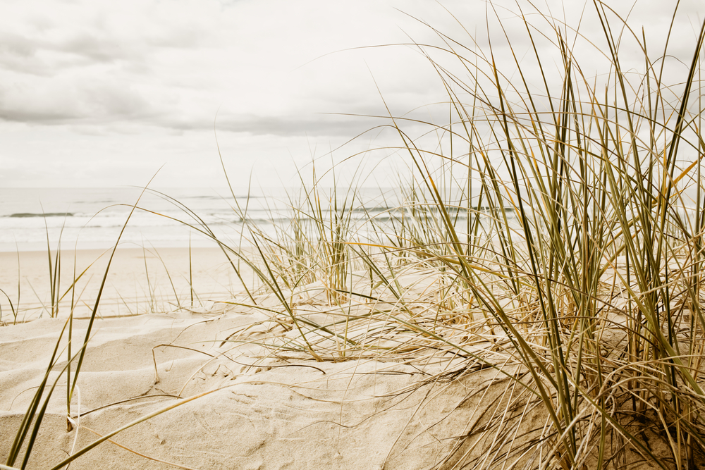 View of a beach through grass on the sand. 