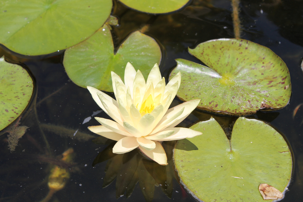 A white lily next to lily pads in a pond of water. 
