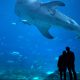 A couple awes at a whale shark in the Georgia Aquarium, enjoying a date night in Atlanta.