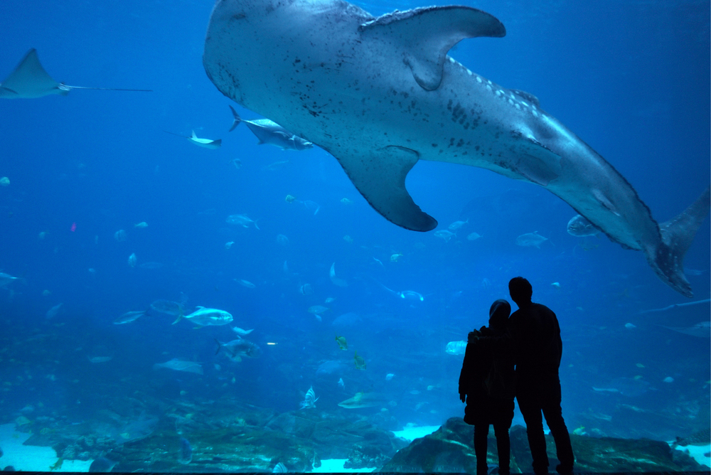 A couple stands in front of a window at an aquarium for date night in Atlanta, gazing at a whale shark.