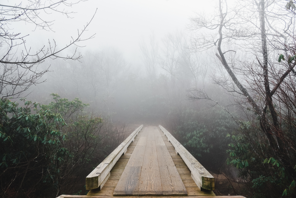 A boardwalk in the middle of the woods on a foggy day. One of the best day trips from Asheville. 