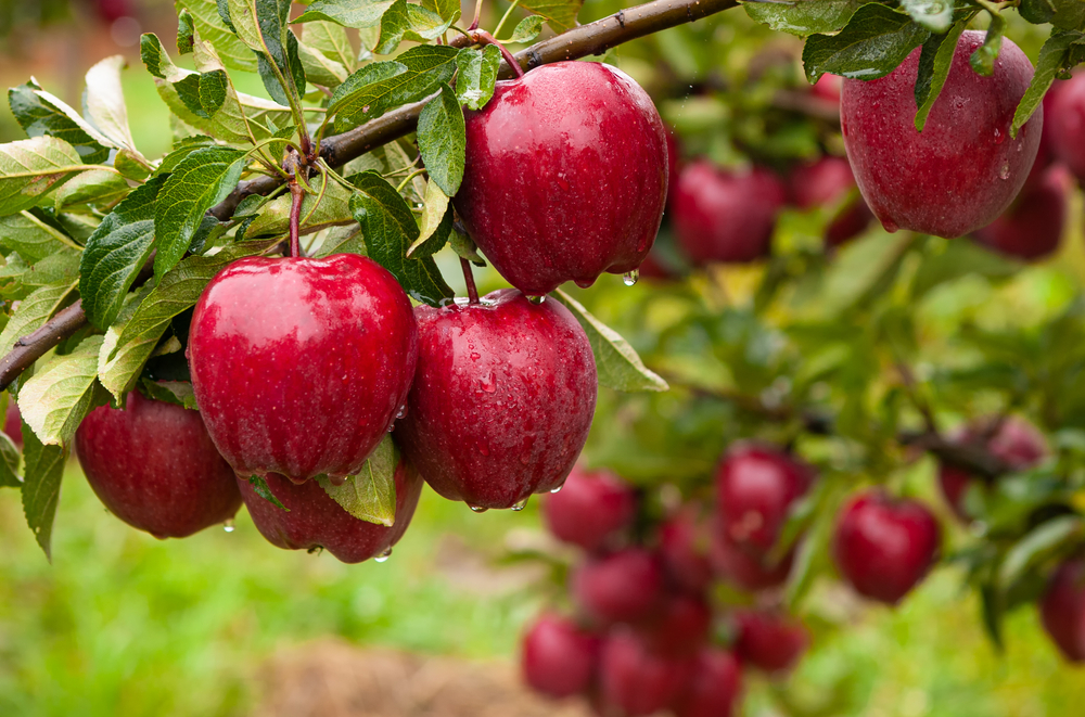 Photo of apples on an apple tree. 