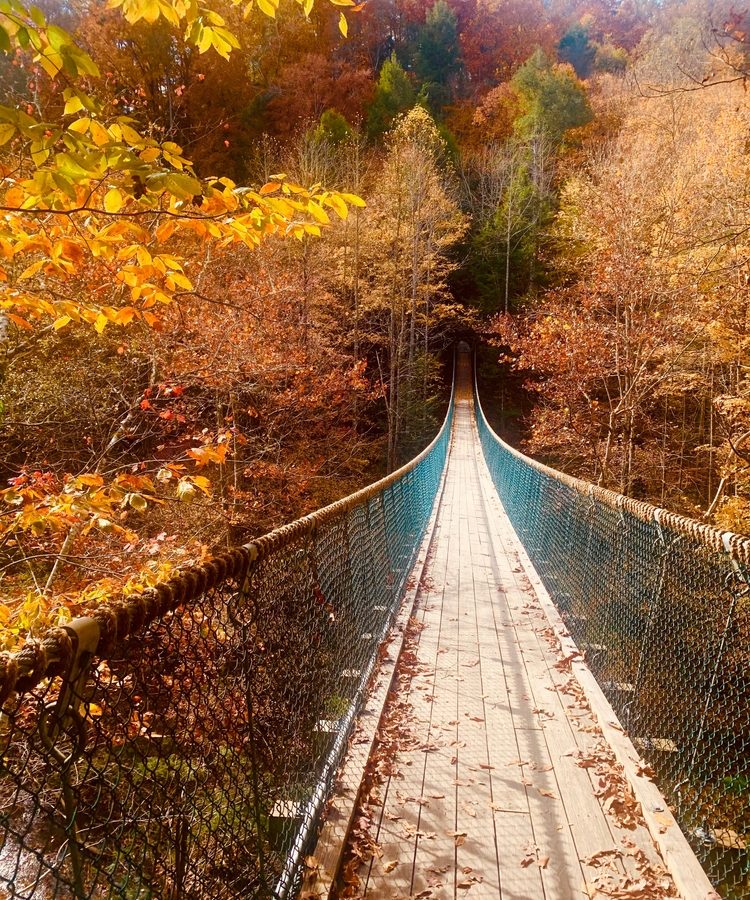 Photo of the sky bridge at Foxfire Mountain Adventure Park, one of the best things to do in Sevierville.