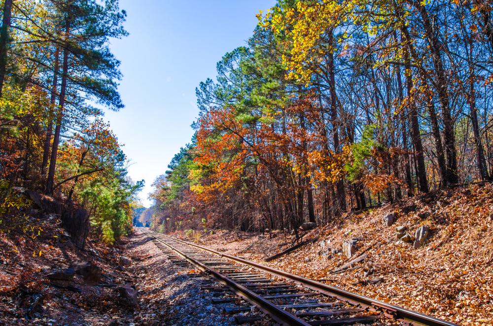 Autumn leaves covering train tracks.  