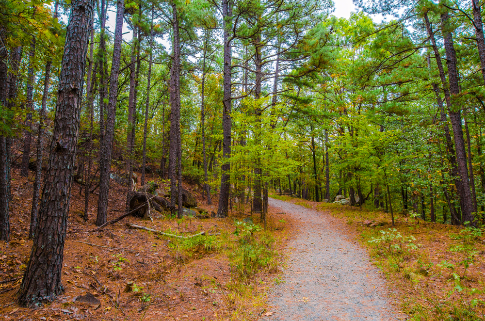 A scenic hiking trail bordered by tall trees. 