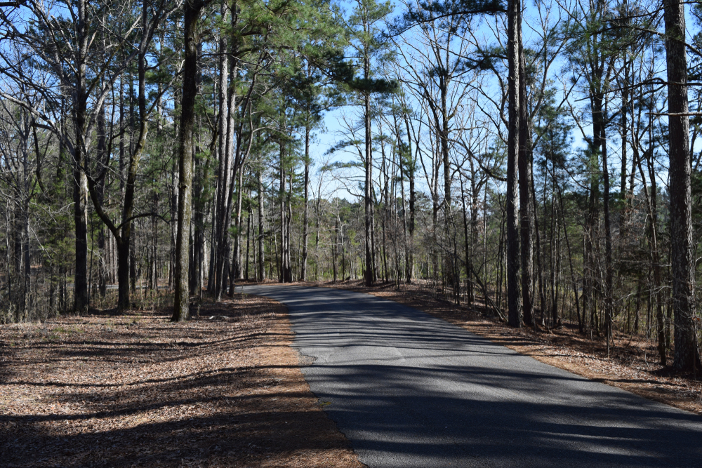 A road cuts through woodland at Hugh White State Park