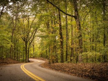 A winding road through towering trees at Tombigbee State Park, one of the most beautiful State Parks in Mississippi