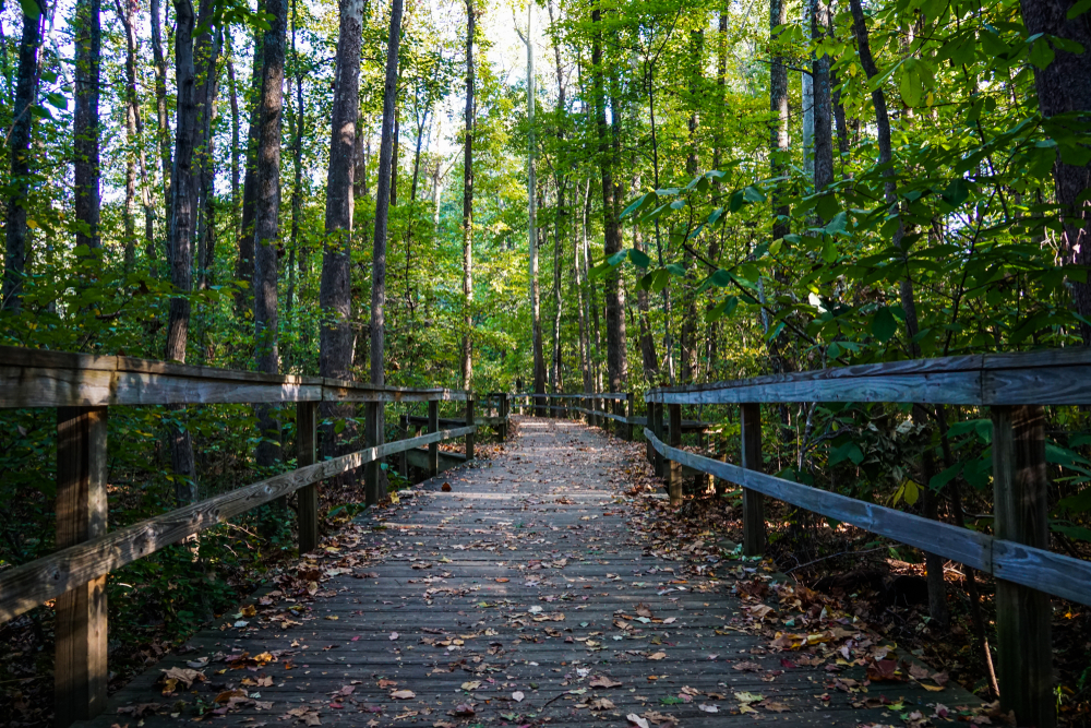 Photo shows a wooden walking platform curving through lush green growth, including trees.