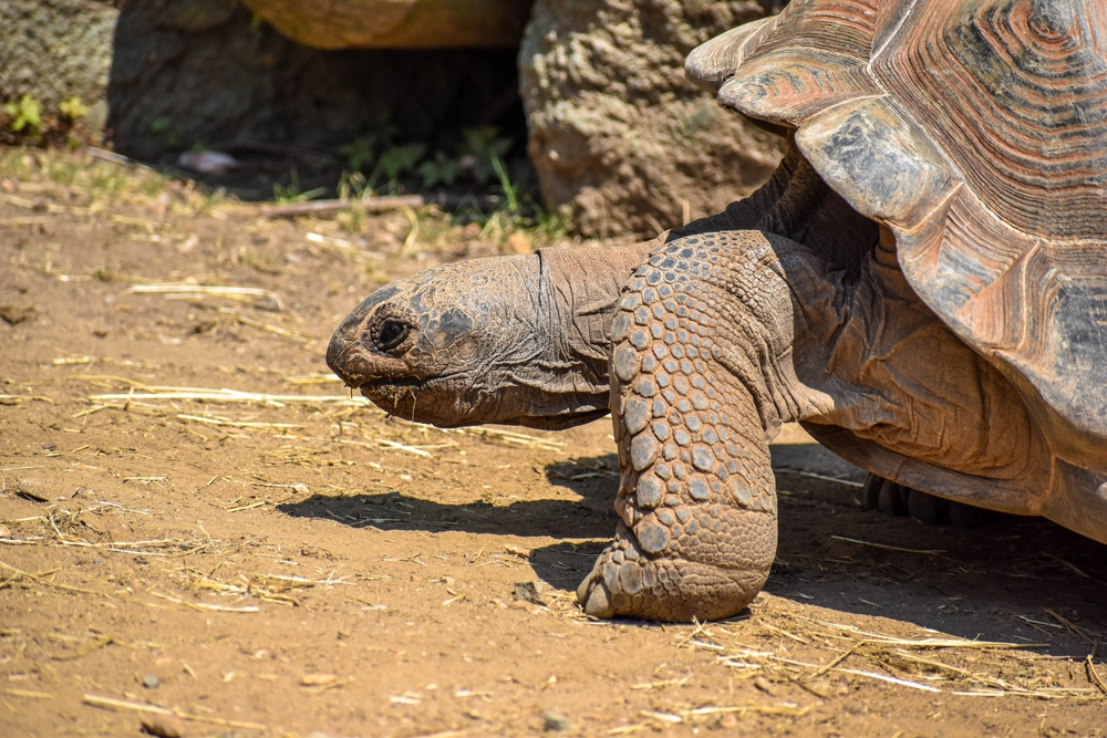 The photo is of one of the Greensboro Science Center's turtles in a side profile.