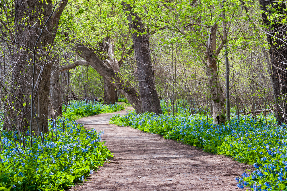 A dirt trail in the middle of the woods that is surrounded by bluebells. One of the best hidden gems in Virginia. 